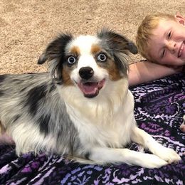 Jersey - Toy Australian Shepherd