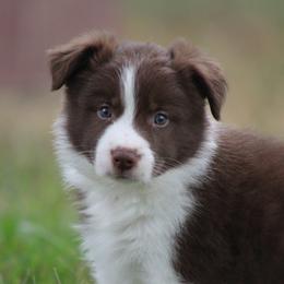 Boy 2 - Red male Border Collie puppy in Tylertown, Mississippi from Cool Meadow Farms