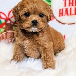 Cavapoo Puppies from SunnySide Mini Doodles