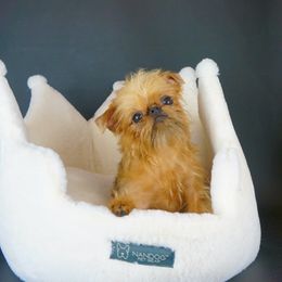 Rigatoni - Brussels Griffon