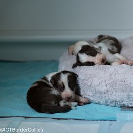 Border Collie Puppies from Air Capital Border Collies