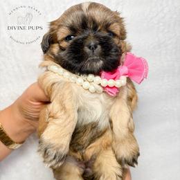 Girl 3 - Brindle and white female Shih Tzu puppy in League City, Texas from Divine Pups