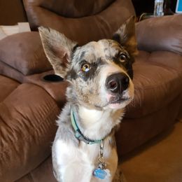 Shiloh - Border Collie