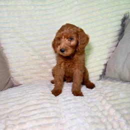 F1B Goldendoodle Bay - Red  male Goldendoodle puppy in Redding, California from Casa Delarosa Collective Poodles & Doodles
