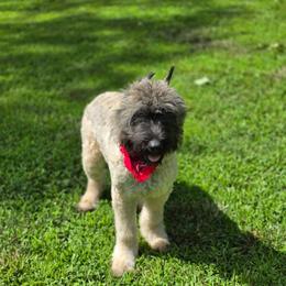 AKC Jung - Fawn male Bouvier des Flandres puppy in Marionville, Missouri from Sandbox Puppies
