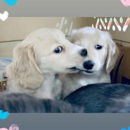Dachshund Puppies from Meldox