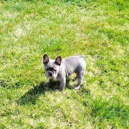 French Bulldog Puppies from Haas Frenchies LLC