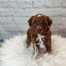 Sebastian - Red  male Poodle puppy in Portage, Utah from Pugsley Poodles