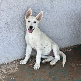 White girl available - White female German Shepherd puppy in Pahrump, Nevada from Baca's German Shepherds
