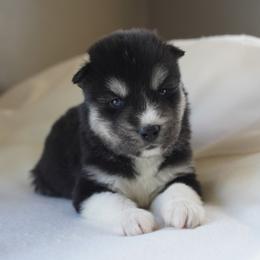 Darion - Black and white male Siberian Husky puppy in Wiscasset, Maine from Running with Huskies