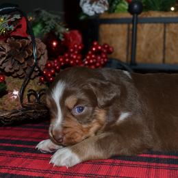 Diesel - Red tri-color male Australian Shepherd puppy in Marshall, Texas from Flying S Aussies