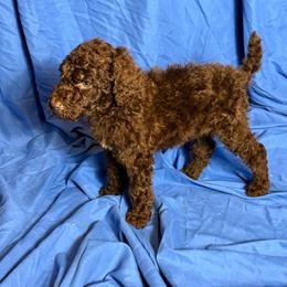 Daemon - Brown male Poodle puppy in Atlanta, Georgia from Syren House Doodles & Poodles