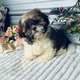 AKC Marshall - Liver and white male Shih Tzu puppy in Elgin, South Carolina from Silver Bells Paw Prints