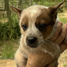 Boy 2 - Australian Cattle Dog puppy from BMK Heelers