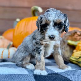 Mimosa - Pink Collar - Blue merle female Bernedoodle puppy in Buena Vista, Colorado from Mountain Poppy Bernedoodles