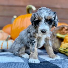 Mimosa - Pink Collar - Blue merle female Bernedoodle puppy in Buena Vista, Colorado from Mountain Poppy Bernedoodles