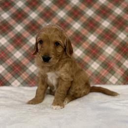 Willow - Apricot female Goldendoodle puppy in Fayetteville, Arkansas from Mountain Grove Doodles