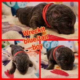 Wreckit - Blue male German Shepherd puppy in Los Lunas, New Mexico from Mali's German Shepherds