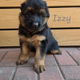 Izzy - Black and red female German Shepherd puppy in Winterville, North Carolina from Southern Creek (Vom Südbach) German Shepherds