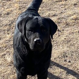 Bison - Labrador Retriever