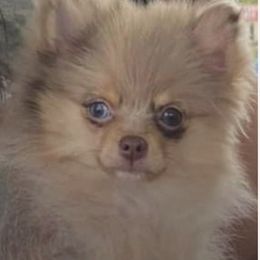 Kisses - Pomeranian