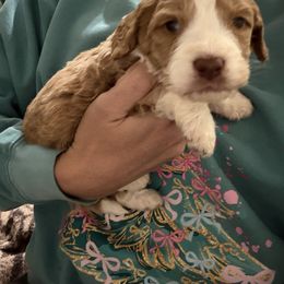 Loretta - Red female Bernedoodle puppy in Winfield, Alabama from Rose Lane Doodles