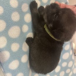 Standard Schnauzer Puppies from Erregen kennels