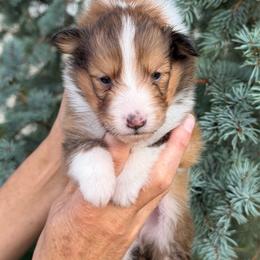 Girl 1 - White and sable female Shetland Sheepdog puppy in Trenton, Michigan from Leigh Hi Shelties