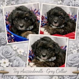 Grey collar toy - Black tri-color male Aussiedoodle puppy in 32046, Florida from River Hill Ranch