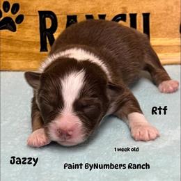 Jazzy - Red tri-color female Australian Shepherd puppy in Magee, Mississippi from Paint ByNumbers Ranch