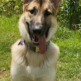 German Shepherds from Hartland's AKC German Shepherds