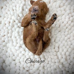 Chicago - Red  male Goldendoodle puppy in from Pink Poodles and Doodles