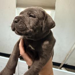Red - Gray male Cane Corso puppy in Sullivan, Missouri from Midwest Cane Corso in Action
