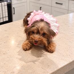 Nutella - Sable female Yorkshire Terrier puppy in Orlando, Florida from Everyonelovesyorkies