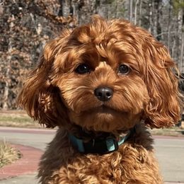 Pippa - Goldendoodle