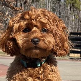 Pippa - Goldendoodle