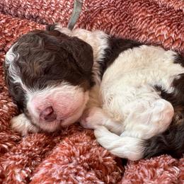 Coats - Brown and white male Bernedoodle puppy in Scottsville, Kentucky from Barren River Bernedoodles and Poodles