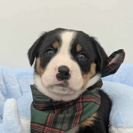 Green boy - Black, white and red male Greater Swiss Mountain Dog puppy in Hockessin, Delaware from Simply Swissies