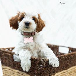Fawn - Parti female Goldendoodle puppy in Boise, Idaho from Goldendoodle Baby