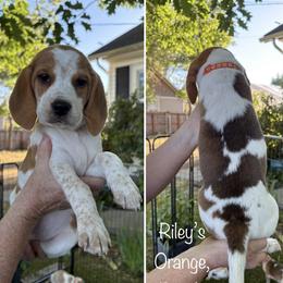 AVAILABLE - Rileys Orange - Red black and white female Beagle puppy in Brownsville, Oregon from Beagles on the Run