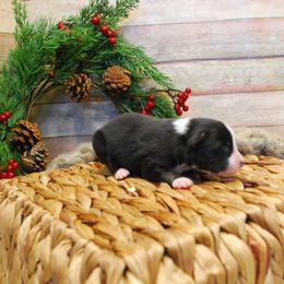 Asher - Black tri male Miniature American Shepherd puppy in Springfield, Missouri from 3 Barrels Farms, LLC