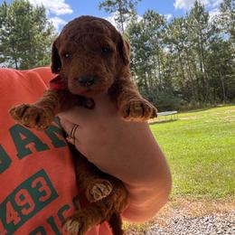 Rocket - Red  male Poodle puppy in Osyka, Mississippi from Southern Sunshine Standards