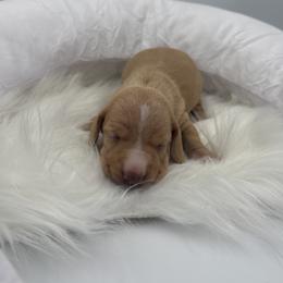 Kuma - Red female Dachshund puppy in Brownsville, California from Pine & Pasture Dachshunds