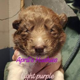 Girl 4 - Red and white female Siberian Husky puppy in Terre Haute, Indiana from April's Huskies