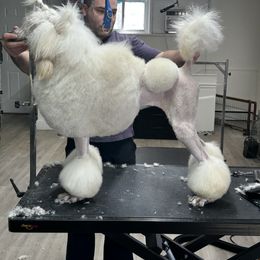 Collie, Poodle, and Shetland Sheepdog All Grown Up from Adiame Kennels