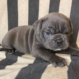 Bulldogs from Mason Dixon Bulldogs
