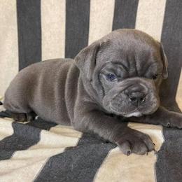 Bulldogs from Mason Dixon Bulldogs