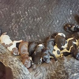 German Shorthaired Pointer Puppies from Spring River Kennel