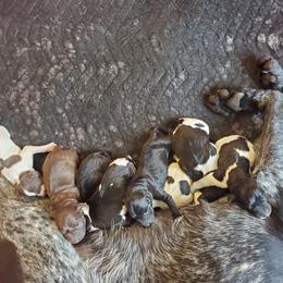 German Shorthaired Pointer Puppies from Spring River Kennel