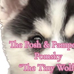 Pomeranians and Pomskies from The Posh & Pampered Pomsky